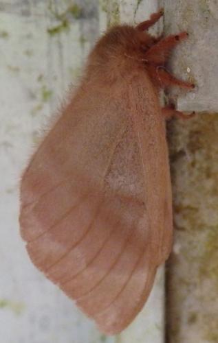 Hylesia metabus